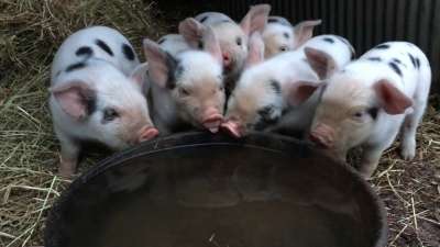 Gloucestershire Old Spots piglets raised at 11 Kettle Farm